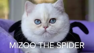 Mizoo the spider 🕷️ kitty takes over the web.🕸️