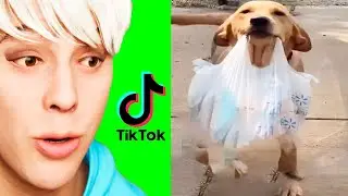 The Most Hilarious TikToks You Missed