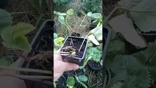Получили хилую рассаду - не высаживайте!!!