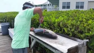 How to fillet an amberjack