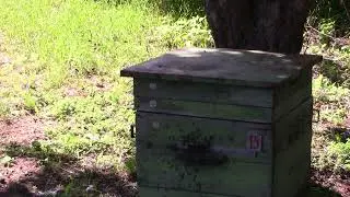 Облёт  молодых  пчёлок