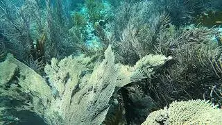 Raw Footage Following an Octopus Around