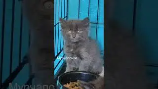 Три космических котёнка. Кошки Задонского монастыря.