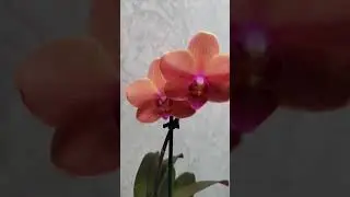 Подарочный сертификат пригодился. #обзор #flower #orchid #plant #комнатныецветы #фаленопсис