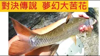 對決傳說中ㄉ夢幻大苦花 @我ㄉ竿子根本拉不動  #苦花 #溪釣