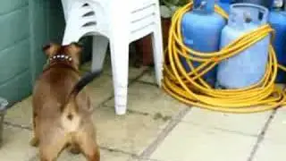 Venus playing with Toby