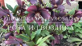 Неизвестный 'Evrosad'
