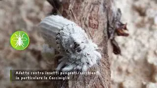 COME USARE OLIO DI SOIA E OLIO DI LINO PER LA DIFESA DELLE PIANTE