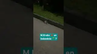 M.Krabs 🦀 en Indonésie🌴 ?