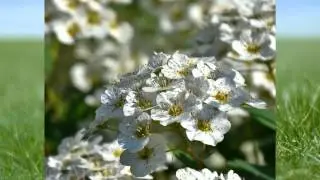 Frühlingsbilder