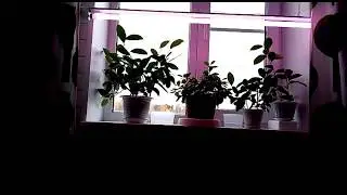 Фитолампа для растений. Какую фитолампу выбрать?!