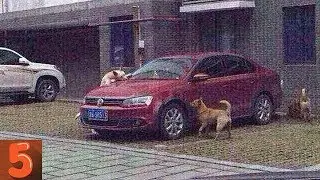 A Man Kicks A Stray Dog And What Happens Next Is Unbelievable...
