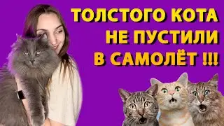 КОТОНОВОСТИ. ВЫПУСК 1. ЗАЧЕМ ТАПОЧКИ С ФРИКАДЕЛЬКАМИ? КОТ ЧУТЬ НЕ ОСТАЛСЯ ЗА БОРТОМ? #cats #мейнкун