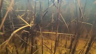 Прямая трансляция с камеры #GoPro