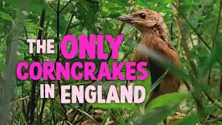 There's now corncrakes in England - here's how