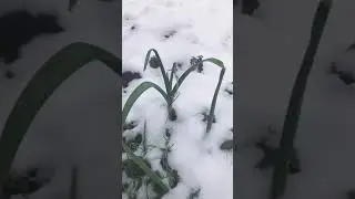 Порей Морозов не боится!