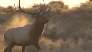Huge bull elk comes right in