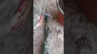 Örgülü paşa kılıcı köklendirme ve şekil verme