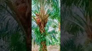 BUAH PENUH