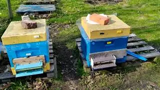 Самодельный Пыльце сборник на улья лысонь и нижегородец 