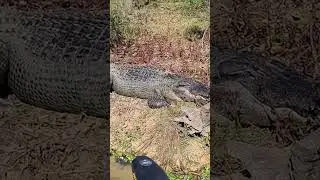 When you spot a monster on #MEGA360 imaging! 🐊😨