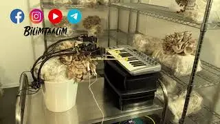 Исследователи из Англии заставили грибы играть музыку.