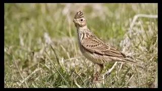 Skowronek Alauda arvensis