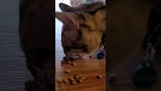 Cat eats like Minecraft