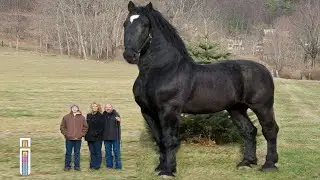 5 LARGEST Living Horse Breeds In The World!