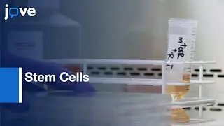 Hepatocyte like cells generated from Stem Cells | Protocol Preview