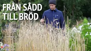 Så odlade jag mitt eget VETE i köksträdgården
