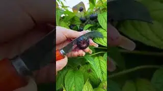fruits 74