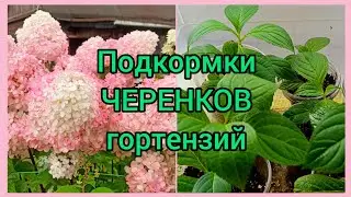 Зелёное ЧЕРЕНКОВАНИЕ гортензий. Подкормка комплексным удобрением.