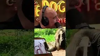 ELEPHANT DRAWING SELF PORTRAIT - Joe Rogan