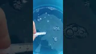 Празивер для птицы/ глистуем курей