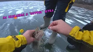 Зимний окунь! 