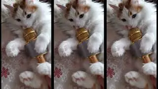 When the kitten is not in the mood to sing!