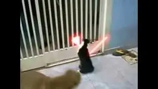 Jedi Cat
