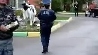 па па американо гаи в СЕВОСТОПОЛЕ
