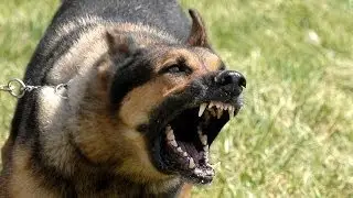 10 Surprising Dog Characteristics