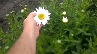 Цветок на котором можно не плохо заработать.Ромашка(невянник)