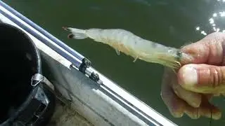 Crabbing One Last Time!