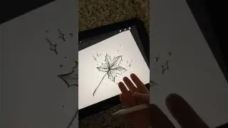 КЛЕНОВЫЙ ЛИСТ схема