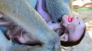 Why Madea Newborn Baby Monkey Cry