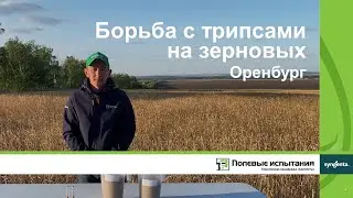 Борьба с трипсами на зерновых, Оренбург