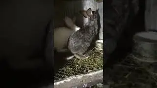 Идеальная случка