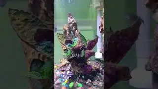 #aquarium