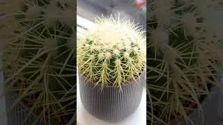 Don't give your cactus too much light