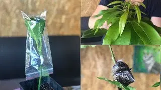 Манго. Прививки, как выглядят, проба воздушной отводки