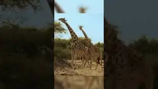 Жирафы дерутся 🦒 Сафари в Танзании.
